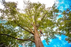  Middleport, OH Tree Care Pros