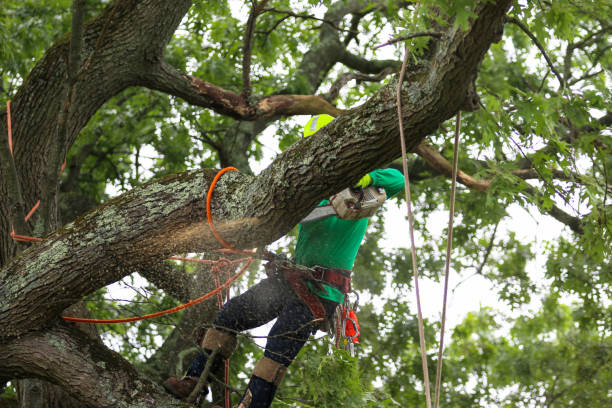 Best Emergency Tree Removal  in Middleport, OH