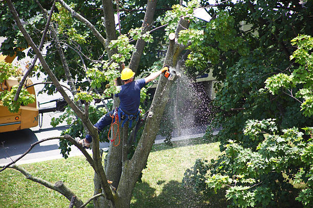 Best Firewood Processing and Delivery  in Middleport, OH